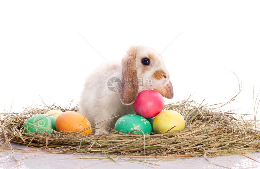 可爱的小兔子和东边的鸡蛋在图片