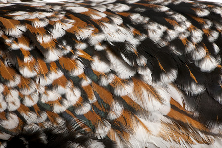 6个月大的波兰鸡羽毛6个月前的TallbuntTric图片