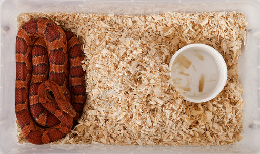 玉米蛇或红鼠蛇的高角视图片