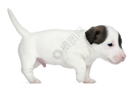 JackRussellTerrier小狗图片