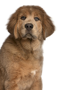 藏马斯蒂夫小狗的近身3个月大在图片