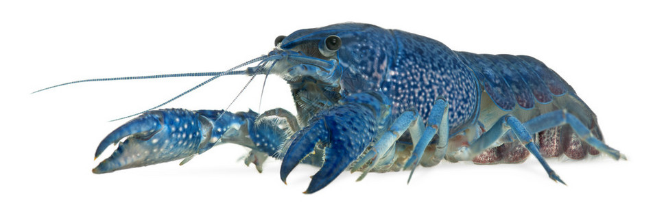 蓝龙虾也称为蓝色的佛罗里达龙虾高清图片