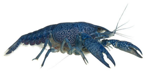 蓝龙虾也称为蓝色的佛罗里达龙虾高清图片