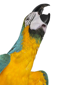 蓝和黄色MacawAra背景图片