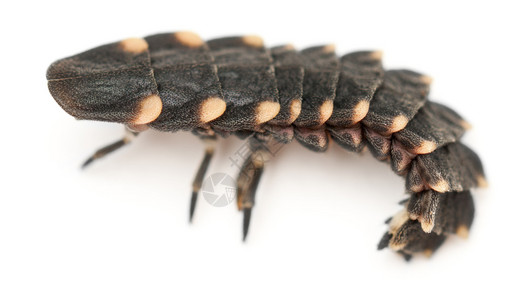 欧洲常见的发光虫Lampyrisnoctillauca图片