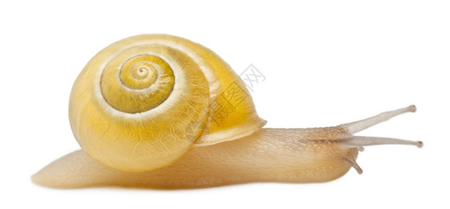 白色背景前没有黑带条的格罗夫蜗牛或棕色乳状蜗牛高清图片