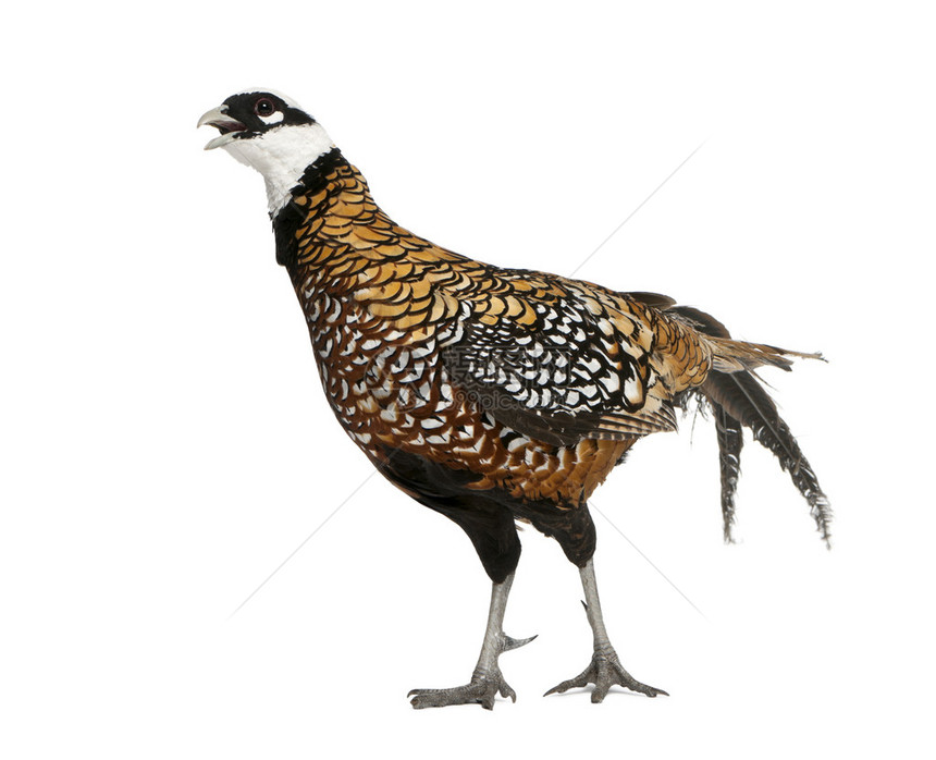 马里夫斯的Pheasant图片