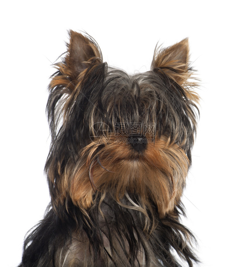 Terrier小狗肖像图片