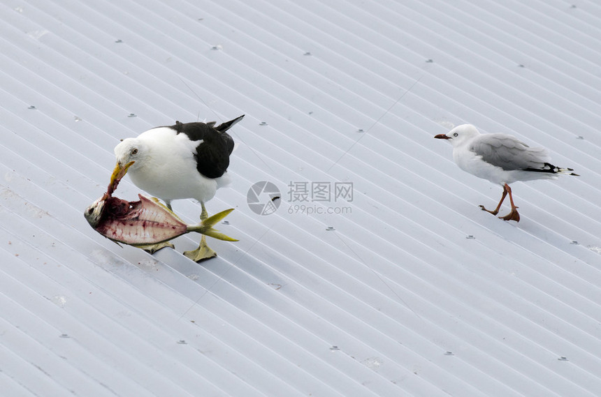 一只西方海鸥与海鸥争夺一条鱼图片