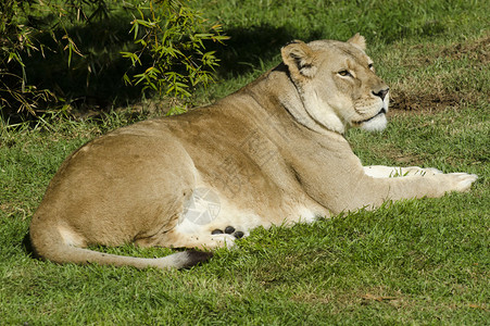 绿草上的母狮照片由RafaelBenAri拍高清图片