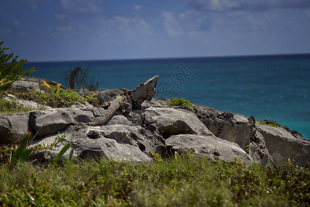 Iguana在岩石顶上在海图片