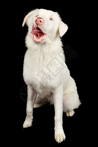 一只致命的白色澳大利亚牧羊犬救援犬图片