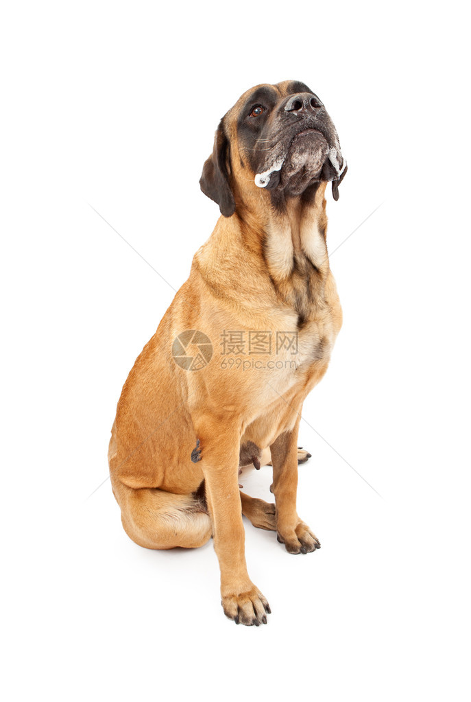 一只大杏子色的英国马斯蒂夫女狗图片