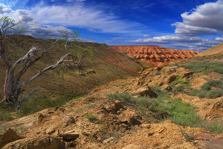 哈罗克西伦沙漠生长在高原的闪光斜坡图片