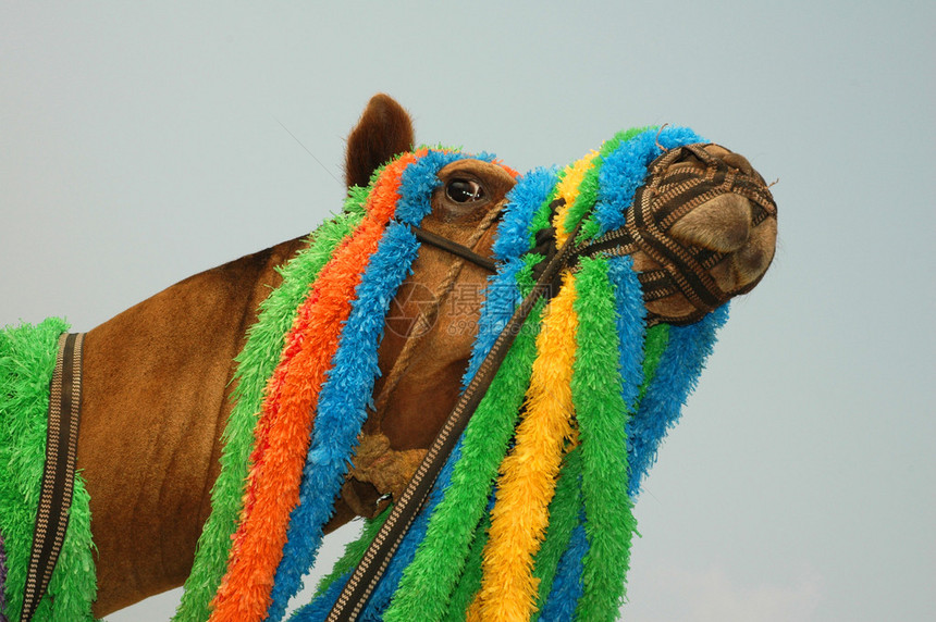 戴彩色丝带装饰的骆驼头部潮图片