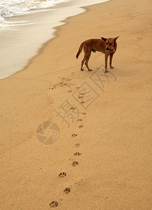 海洋岸上的孤独狗图片