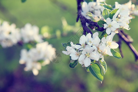 苹果树开花的分支在春天图片