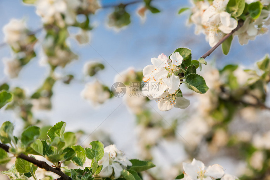 苹果树开花的分支在春天图片