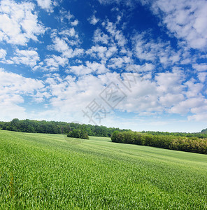 夏日田野和蓝天中的阳光图片