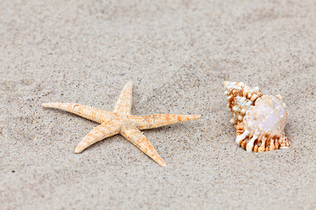 海星和贝壳躺在海滩上图片