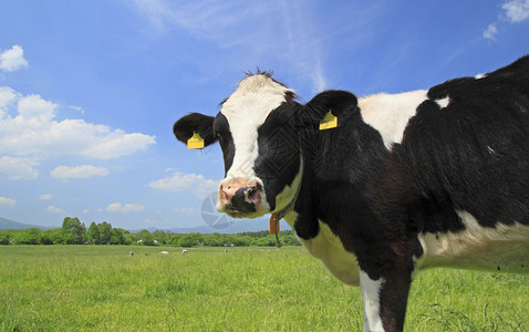 野外的牛和蓝天海门泰背景图片