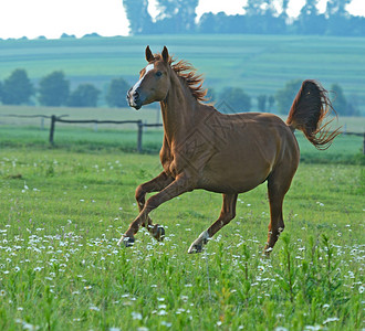 马在飞快的奔高清图片