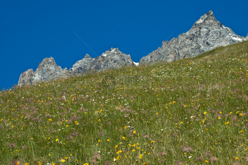 蓝色天空背景的花草地和山丘分布图图片