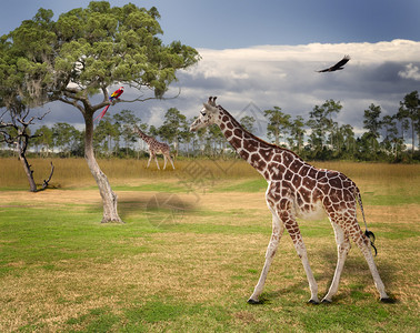 长颈鹿在草地上行走的风景图片