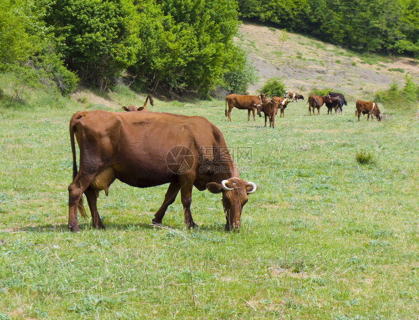 一群棕色牛在绿草地上图片