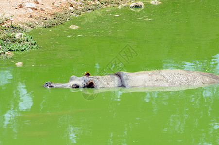 河马在绿水中游泳图片