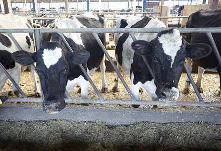 母牛农场农业牛牛奶图片