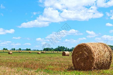 图像从田间收获的稻草捆图片