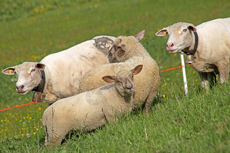 站在田野里等待的羊图片