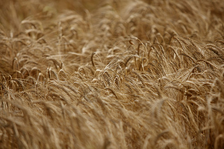 小麦田农业的特写图片