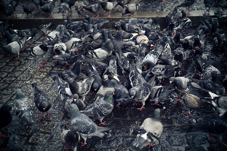 许多鸽子在潮湿的路面上行走图片