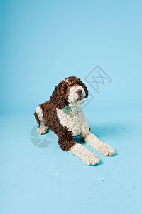白棕色的西班牙水犬背景图片