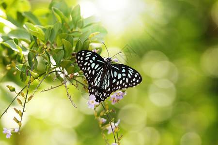 印度班加罗尔bananghatta公园蝴蝶保护和繁殖公园的夏日图片