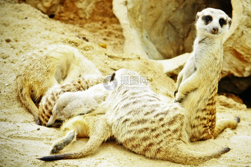 Meerkats家族以柔软的图片