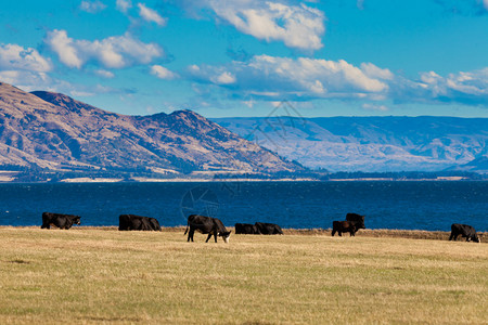 小荷初放立夏到在新西兰南阿尔卑斯山美丽的Hawaa湖绿草牧场上放背景