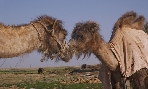 两只野骆驼的肖像鼻子互图片