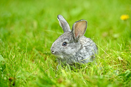 野兔在绿草中图片