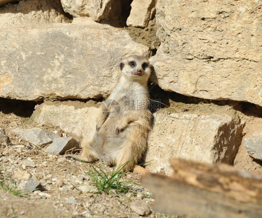 甲草胺Meerkatsur图片