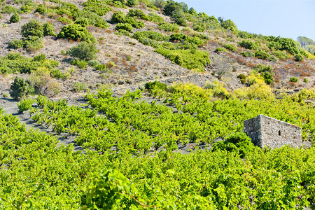 法国朗格多克鲁西永的葡萄园图片