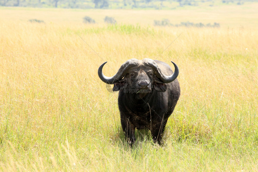 Buffalo非洲肯尼亚MaasaiMa图片