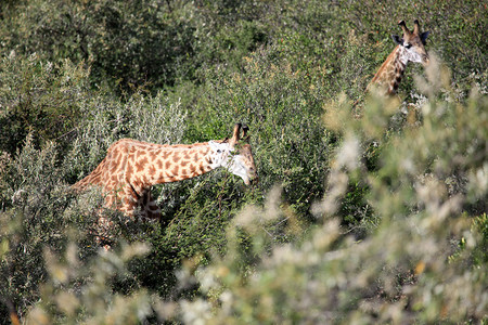Giraffe非洲肯尼亚MaasaiMa图片