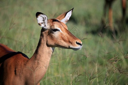 Impala非洲肯尼亚努库图片