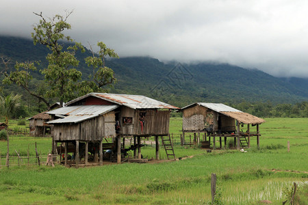 老挝南部博拉文高原的稻田图片