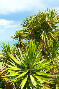 海面背景下的棕榈树特写图片