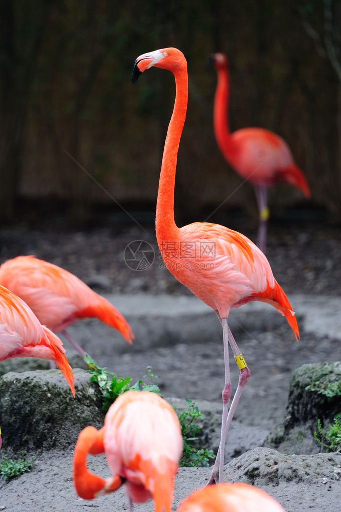 迈阿密动物园红色Fla图片