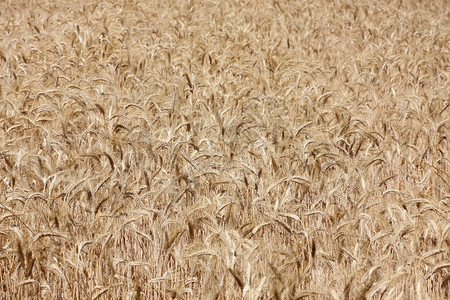 麦田上的穗状花序小麦背景图片